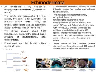 Fish diversity of the world and India | PDF