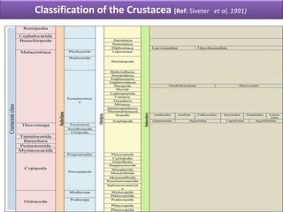 Classification of the Crustacea (Ref: Siveter et al, 1991)
 