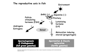 Fish endocrinology and reproductive physiology | PPTX