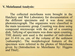 V. Meiofaunal Analysis:

      The collected meiofauna were brought in the
  Hatchery and Wet Laboratory for documentation of
  the different specimens and it was done using
  photomicrograph. The organisms were classified in
  the main taxonomic group. Counting was done using
  compound microscope with the aid of a counting
  dish. Tallying of specimens was done upon counting.
  THE density unit used is the number of individuals
  per 31.416 cu. cm. of the volume of the sediment
  {subsample}. The morphological features of the
  specimen were referred to the photos of Meiofauna
  given by:{Introduction to Meiofauna by: Higgins
  and Thiel}.
 