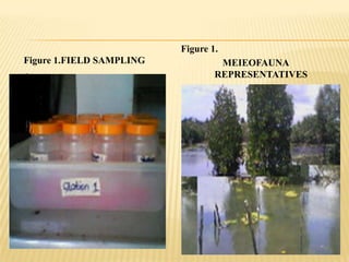 Figure 1.
Figure 1.FIELD SAMPLING            MEIEOFAUNA
.                                 REPRESENTATIVES
 