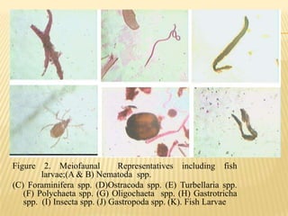 Figure 2. Meiofaunal           Representatives including fish
        larvae;(A & B) Nematoda spp.
(C) Foraminifera spp. (D)Ostracoda spp. (E) Turbellaria spp.
   (F) Polychaeta spp. (G) Oligochaeta spp. (H) Gastrotricha
   spp. (I) Insecta spp. (J) Gastropoda spp. (K). Fish Larvae
 