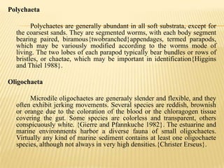 Polychaeta

        Polychaetes are generally abundant in all soft substrata, except for
  the coarsest sands. They are segmented worms, with each body segment
  bearing paired, biramous{twobranched}appendages, termed parapods,
  which may be variously modified according to the worms mode of
  living. The two lobes of each parapod typically bear bundles or rows of
  bristles, or chaetae, which may be important in identification{Higgins
  and Thiel 1988}.

Oligochaeta

       Microdile oligochaetes are generaaly slender and flexible, and they
  often exhibit jerking movements. Several species are reddish, brownish
  or orange due to the coloration of the blood or the chloragogen tissue
  covering the gut. Some species are colorless and transparent, others
  conspicuously white. {Gierre and Pfannkuche 1982}. The estuarine and
  marine environments harbor a diverse fauna of small oligochaetes.
  Virtually any kind of marine sediment contains at least one oligochaete
  species, although not always in very high densities.{Christer Erseus}.
 