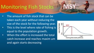 Monitoring Fish Stocks
• The amount of fish stock that can be
taken each year without reducing the
size of the stock for the following year.
• This is the level where rate of fishing is
equal to the population growth.
• When the effort is increased the total
catch increase and reaches maxim um
and again starts decreasing
 