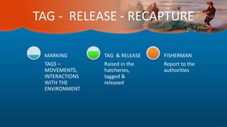 TAG - RELEASE - RECAPTURE
TAGS –
MOVEMENTS,
INTERACTIONS
WITH THE
ENVIRONMENT
MARKING
Raised in the
hatcheries,
tagged &
released
TAG & RELEASE
Report to the
authorities
FISHERMAN
 