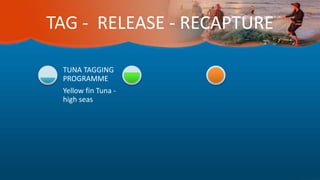 TAG - RELEASE - RECAPTURE
Yellow fin Tuna -
high seas
TUNA TAGGING
PROGRAMME
 
