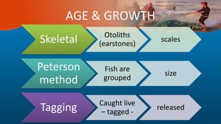 AGE & GROWTH
Skeletal Otoliths
(earstones)
scales
Peterson
method
Fish are
grouped
size
Tagging Caught live
– tagged -
released
 