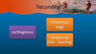 Fecundity
cartilaginous
Oviparous
(egg)
Viviparous
(live – bearing)
 