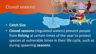 Closed seasons
• Catch Size
• Closed seasons (regulated waters) prevent people
from fishing at certain times of the year to protect
species at vulnerable times in their life cycle, such as
during spawning seasons.
 