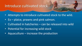 Introduce cultivated stock
• Attempts to introduce cultivated stock to the wild.
• Ex – plaice, prawns and pink salmon.
• Cultivated in hatcheries – can be released into wild
• Potential for increasing wild stock
• Aquaculture – increase the production
 