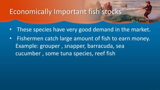 Economically Important fish stocks
• These species have very good demand in the market.
• Fishermen catch large amount of fish to earn money.
Example: grouper , snapper, barracuda, sea
cucumber , some tuna species, reef fish
 