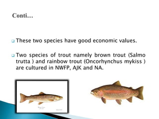  In 1980s all aquaculture in Pakistan consists of
pond culture of various carp species.
 The quality of carp pond design...
