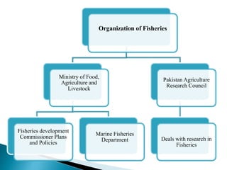 Current legislative framework dealing with
fisheries in the country is the Exclusive Fishing
Zone act.
 1975 as amended...