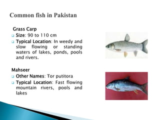 Catfish
 Size: 12 cm
 Typical Location: Fresh water
lakes
 Other Names: Siluriformes, Ray-
finned fish
Mrigal Carp
 Ot...