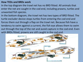 How TEDs and BRDs work
In the top diagram the trawl net has no BRD fitted. All animals that
enter the net are caught in the cod end, including prawns, turtles and
unwanted fish species.
In the bottom diagram, the trawl net has two types of BRD fitted. The
turtle excluder device stops turtles from entering the cod end and
forces them out through a flap on the trawl net. Because fish have a
tendency to swim against a current, the fish eye allows them to swim
out through the top of the net and avoid capture in the cod end. Even
with BRDs fitted, prawns are still caught in the cod end.

 