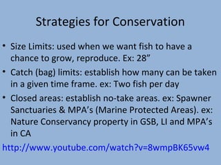 Strategies for Conservation
• Size Limits: used when we want fish to have a
chance to grow, reproduce. Ex: 28”
• Catch (bag) limits: establish how many can be taken
in a given time frame. ex: Two fish per day
• Closed areas: establish no-take areas. ex: Spawner
Sanctuaries & MPA’s (Marine Protected Areas). ex:
Nature Conservancy property in GSB, LI and MPA’s
in CA
http://www.youtube.com/watch?v=8wmpBK65vw4

 