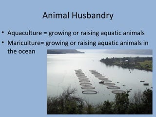 Animal Husbandry
• Aquaculture = growing or raising aquatic animals
• Mariculture= growing or raising aquatic animals in
the ocean

 