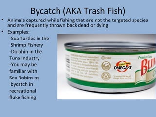 Bycatch (AKA Trash Fish)
• Animals captured while fishing that are not the targeted species
and are frequently thrown back dead or dying
• Examples:
-Sea Turtles in the
Shrimp Fishery
-Dolphin in the
Tuna Industry
-You may be
familiar with
Sea Robins as
bycatch in
recreational
fluke fishing

 