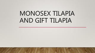 MONOSEX TILAPIA
AND GIFT TILAPIA
 