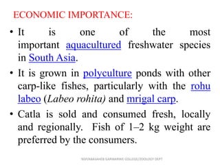 ECONOMIC IMPORTANCE:
• It is one of the most
important aquacultured freshwater species
in South Asia.
• It is grown in polyculture ponds with other
carp-like fishes, particularly with the rohu
labeo (Labeo rohita) and mrigal carp.
• Catla is sold and consumed fresh, locally
and regionally. Fish of 1–2 kg weight are
preferred by the consumers.
NSP/ABASAHEB GARWARWE COLLEGE/ZOOLOGY DEPT
 