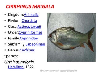 CIRRHINUS MRIGALA
• Kingdom:Animalia
• Phylum:Chordata
• Class:Actinopterygii
• Order:Cypriniformes
• Family:Cyprinidae
• Subfamily:Labeoninae
• Genus:Cirrhinus
Species:
Cirrhinus mrigala
Hamilton, 1822
NSP/ABASAHEB GARWARWE COLLEGE/ZOOLOGY DEPT
 