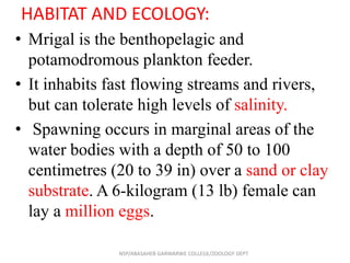HABITAT AND ECOLOGY:
• Mrigal is the benthopelagic and
potamodromous plankton feeder.
• It inhabits fast flowing streams and rivers,
but can tolerate high levels of salinity.
• Spawning occurs in marginal areas of the
water bodies with a depth of 50 to 100
centimetres (20 to 39 in) over a sand or clay
substrate. A 6-kilogram (13 lb) female can
lay a million eggs.
NSP/ABASAHEB GARWARWE COLLEGE/ZOOLOGY DEPT
 