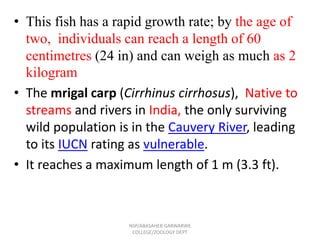 • This fish has a rapid growth rate; by the age of
two, individuals can reach a length of 60
centimetres (24 in) and can weigh as much as 2
kilogram
• The mrigal carp (Cirrhinus cirrhosus), Native to
streams and rivers in India, the only surviving
wild population is in the Cauvery River, leading
to its IUCN rating as vulnerable.
• It reaches a maximum length of 1 m (3.3 ft).
NSP/ABASAHEB GARWARWE
COLLEGE/ZOOLOGY DEPT
 