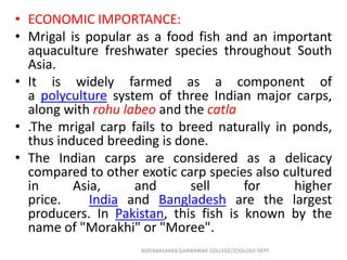 • ECONOMIC IMPORTANCE:
• Mrigal is popular as a food fish and an important
aquaculture freshwater species throughout South
Asia.
• It is widely farmed as a component of
a polyculture system of three Indian major carps,
along with rohu labeo and the catla
• .The mrigal carp fails to breed naturally in ponds,
thus induced breeding is done.
• The Indian carps are considered as a delicacy
compared to other exotic carp species also cultured
in Asia, and sell for higher
price. India and Bangladesh are the largest
producers. In Pakistan, this fish is known by the
name of "Morakhi" or "Moree".
NSP/ABASAHEB GARWARWE COLLEGE/ZOOLOGY DEPT
 