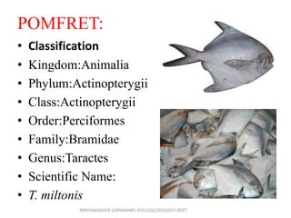 POMFRET:
• Classification
• Kingdom:Animalia
• Phylum:Actinopterygii
• Class:Actinopterygii
• Order:Perciformes
• Family:Bramidae
• Genus:Taractes
• Scientific Name:
• T. miltonis
NSP/ABASAHEB GARWARWE COLLEGE/ZOOLOGY DEPT
 