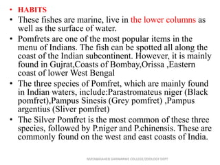 • HABITS
• These fishes are marine, live in the lower columns as
well as the surface of water.
• Pomfrets are one of the most popular items in the
menu of Indians. The fish can be spotted all along the
coast of the Indian subcontinent. However, it is mainly
found in Gujrat,Coasts of Bombay,Orissa ,Eastern
coast of lower West Bengal
• The three species of Pomfret, which are mainly found
in Indian waters, include:Parastromateus niger (Black
pomfret),Pampus Sinesis (Grey pomfret) ,Pampus
argentius (Sliver pomfret)
• The Silver Pomfret is the most common of these three
species, followed by P.niger and P.chinensis. These are
commonly found on the west and east coasts of India.
NSP/ABASAHEB GARWARWE COLLEGE/ZOOLOGY DEPT
 