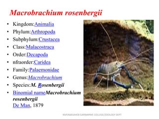 Macrobrachium rosenbergii
• Kingdom:Animalia
• Phylum:Arthropoda
• Subphylum:Crustacea
• Class:Malacostraca
• Order:Decapoda
• nfraorder:Caridea
• Family:Palaemonidae
• Genus:Macrobrachium
• Species:M. Rosenbergii
• Binomial nameMacrobrachium
rosenbergii
De Man, 1879
NSP/ABASAHEB GARWARWE COLLEGE/ZOOLOGY DEPT
 