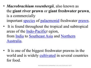 • Macrobrachium rosenbergii, also known as
the giant river prawn or giant freshwater prawn,
is a commercially
important species of palaemonid freshwater prawn.
• It is found throughout the tropical and subtropical
areas of the Indo-Pacificr egion,
from India to Southeast Asia and Northern
Australia.
• It is one of the biggest freshwater prawns in the
world and is widely cultivated in several countries
for food.
NSP/ABASAHEB GARWARWE COLLEGE/ZOOLOGY DEPT
 
