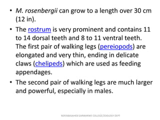 • M. rosenbergii can grow to a length over 30 cm
(12 in).
• The rostrum is very prominent and contains 11
to 14 dorsal teeth and 8 to 11 ventral teeth.
The first pair of walking legs (pereiopods) are
elongated and very thin, ending in delicate
claws (chelipeds) which are used as feeding
appendages.
• The second pair of walking legs are much larger
and powerful, especially in males.
NSP/ABASAHEB GARWARWE COLLEGE/ZOOLOGY DEPT
 