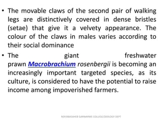 • The movable claws of the second pair of walking
legs are distinctively covered in dense bristles
(setae) that give it a velvety appearance. The
colour of the claws in males varies according to
their social dominance
• The giant freshwater
prawn Macrobrachium rosenbergii is becoming an
increasingly important targeted species, as its
culture, is considered to have the potential to raise
income among impoverished farmers.
NSP/ABASAHEB GARWARWE COLLEGE/ZOOLOGY DEPT
 