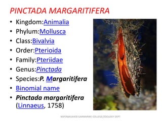 PINCTADA MARGARITIFERA
• Kingdom:Animalia
• Phylum:Mollusca
• Class:Bivalvia
• Order:Pterioida
• Family:Pteriidae
• Genus:Pinctada
• Species:P. Margaritifera
• Binomial name
• Pinctada margaritifera
(Linnaeus, 1758)
NSP/ABASAHEB GARWARWE COLLEGE/ZOOLOGY DEPT
 