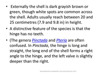 • Externally the shell is dark grayish brown or
green, though white spots are common across
the shell. Adults usually reach between 20 and
25 centimetres (7.9 and 9.8 in) in height.
• A distinctive feature of the species is that the
hinge has no teeth.
• (The genera Pinctada and Pteria are often
confused. In Pinctada, the hinge is long and
straight, the long end of the shell forms a right
angle to the hinge, and the left valve is slightly
deeper than the right.
NSP/ABASAHEB GARWARWE COLLEGE/ZOOLOGY DEPT
 
