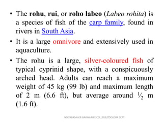 • The rohu, rui, or roho labeo (Labeo rohita) is
a species of fish of the carp family, found in
rivers in South Asia.
• It is a large omnivore and extensively used in
aquaculture.
• The rohu is a large, silver-coloured fish of
typical cyprinid shape, with a conspicuously
arched head. Adults can reach a maximum
weight of 45 kg (99 lb) and maximum length
of 2 m (6.6 ft), but average around 1⁄2 m
(1.6 ft).
NSP/ABASAHEB GARWARWE COLLEGE/ZOOLOGY DEPT
 