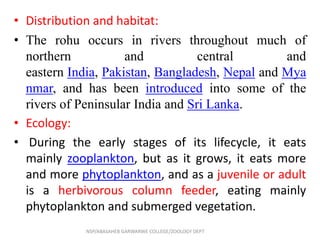 • Distribution and habitat:
• The rohu occurs in rivers throughout much of
northern and central and
eastern India, Pakistan, Bangladesh, Nepal and Mya
nmar, and has been introduced into some of the
rivers of Peninsular India and Sri Lanka.
• Ecology:
• During the early stages of its lifecycle, it eats
mainly zooplankton, but as it grows, it eats more
and more phytoplankton, and as a juvenile or adult
is a herbivorous column feeder, eating mainly
phytoplankton and submerged vegetation.
NSP/ABASAHEB GARWARWE COLLEGE/ZOOLOGY DEPT
 
