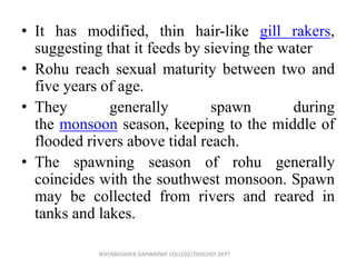 • It has modified, thin hair-like gill rakers,
suggesting that it feeds by sieving the water
• Rohu reach sexual maturity between two and
five years of age.
• They generally spawn during
the monsoon season, keeping to the middle of
flooded rivers above tidal reach.
• The spawning season of rohu generally
coincides with the southwest monsoon. Spawn
may be collected from rivers and reared in
tanks and lakes.
NSP/ABASAHEB GARWARWE COLLEGE/ZOOLOGY DEPT
 
