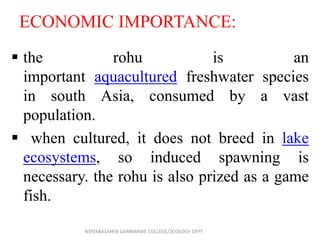 ECONOMIC IMPORTANCE:
 the rohu is an
important aquacultured freshwater species
in south Asia, consumed by a vast
population.
 when cultured, it does not breed in lake
ecosystems, so induced spawning is
necessary. the rohu is also prized as a game
fish.
NSP/ABASAHEB GARWARWE COLLEGE/ZOOLOGY DEPT
 
