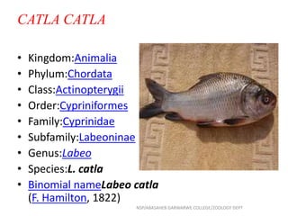 CATLA CATLA
• Kingdom:Animalia
• Phylum:Chordata
• Class:Actinopterygii
• Order:Cypriniformes
• Family:Cyprinidae
• Subfamily:Labeoninae
• Genus:Labeo
• Species:L. catla
• Binomial nameLabeo catla
(F. Hamilton, 1822)
NSP/ABASAHEB GARWARWE COLLEGE/ZOOLOGY DEPT
 