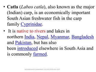 • Catla (Labeo catla), also known as the major
(Indian) carp, is an economically important
South Asian freshwater fish in the carp
family Cyprinidae.
• It is native to rivers and lakes in
northern India, Nepal, Myanmar, Bangladesh
and Pakistan, but has also
been introduced elsewhere in South Asia and
is commonly farmed.
NSP/ABASAHEB GARWARWE COLLEGE/ZOOLOGY DEPT
 