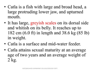 • Catla is a fish with large and broad head, a
large protruding lower jaw, and upturned
mouth.
• It has large, greyish scales on its dorsal side
and whitish on its belly. It reaches up to
182 cm (6.0 ft) in length and 38.6 kg (85 lb)
in weight.
• Catla is a surface and mid-water feeder.
• Catla attains sexual maturity at an average
age of two years and an average weight of
2 kg.
NSP/ABASAHEB GARWARWE COLLEGE/ZOOLOGY DEPT
 