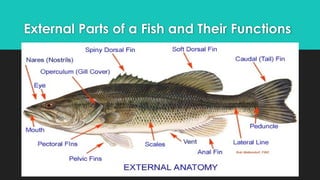 Fish Fillet Part fishery8-160822dfgdgdfdfdgfdfgdfg141753.pptx