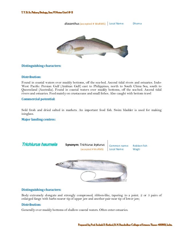 Marine Commercial Fin fish and Shellfinsh Fisheries of India