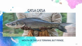 CATLA CATLA
MOUTH OF CATLA IS TERMINAL BUT FRINGE.
10
 