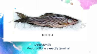 LABEO ROHITA
Mouth of Rohu is exactly terminal.
11
 
