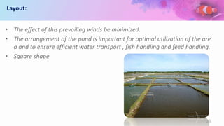 Layout:
• The effect of this prevailing winds be minimized.
• The arrangement of the pond is important for optimal utilization of the are
a and to ensure efficient water transport , fish handling and feed handling.
• Square shape
26
 