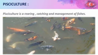 PISCICULTURE :
Pisciculture is a rearing , catching and management of fishes.
4
 