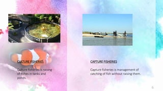 CULTURE FISHERIES
Culture fisheries is raising
of fishes in tanks and
ponds.
CAPTURE FISHERIES
Capture fisheries is management of
catching of fish without raising them.
6
 